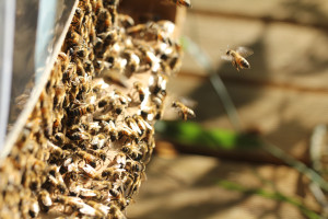 L’Europe en déficit de colonies d’abeilles