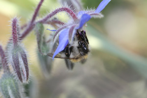 « Le Guetteur » : le guide Greenpeace des produits impliquant OGM et pesticides tueurs d’abeilles !