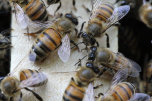 Les abeilles sont des super-héroïnes : démonstration en 14 points