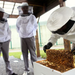 Le projet apiculture à la prison de Marche-en-Famenne